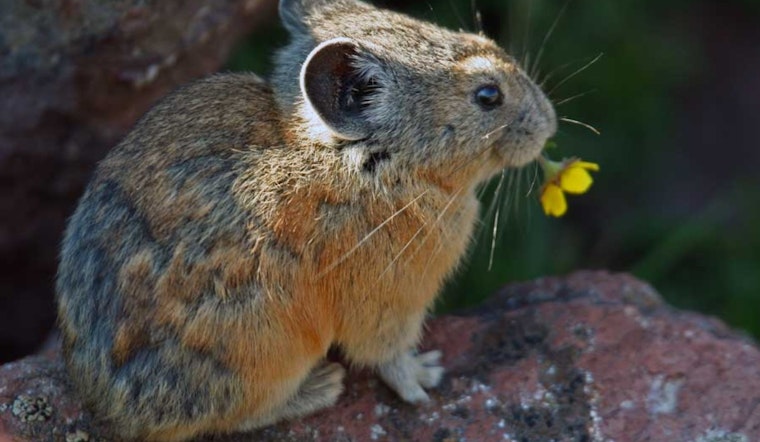 Utah's New Wildlife Action Plan Approved, Sets Stage for Decade of Conservation Efforts