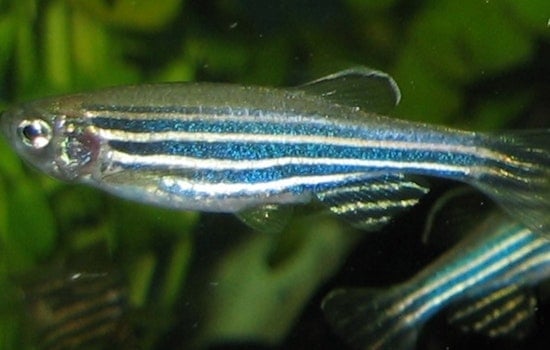 UWM Researcher Gabby Voit Explores Genetic Clues in Zebrafish for Human Brain Development Breakthroughs