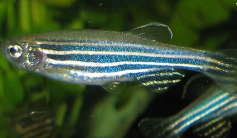 UWM Researcher Gabby Voit Explores Genetic Clues in Zebrafish for Human Brain Development Breakthroughs