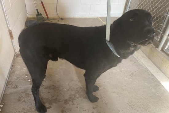Wabasha Community and Police Rally to Reunite Lost Labrador with Owner in Kellogg