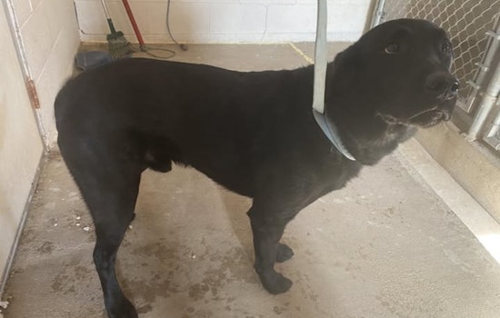 Wabasha Community and Police Rally to Reunite Lost Labrador with Owner in Kellogg