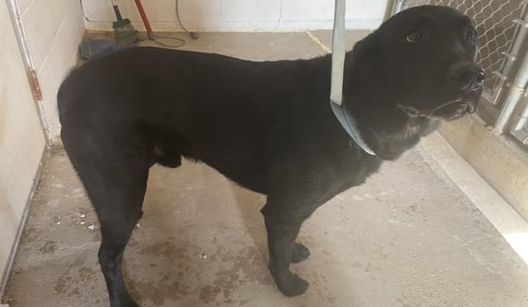 Wabasha Community and Police Rally to Reunite Lost Labrador with Owner in Kellogg