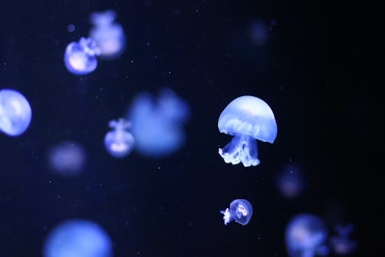 Waikiki Jellyfish Swarm Stings Tourists, Sends Four To Hospital