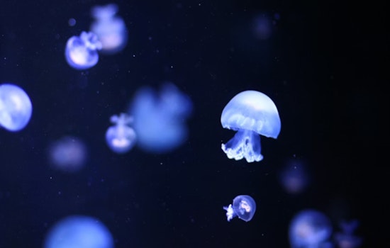 Waikiki Jellyfish Swarm Stings Tourists, Sends Four To Hospital