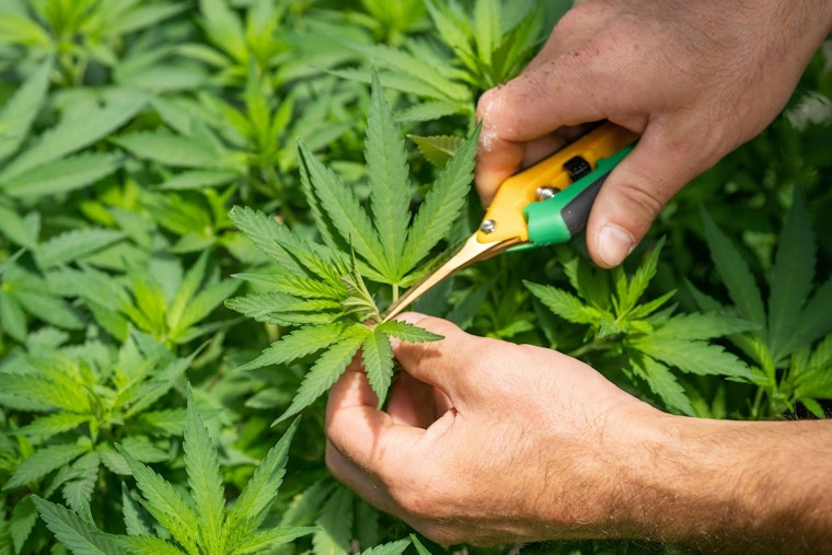 Washington Lawmakers Renew Push To Legalize Homegrown Marijuana