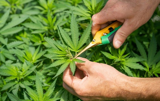 Washington Lawmakers Renew Push To Legalize Homegrown Marijuana