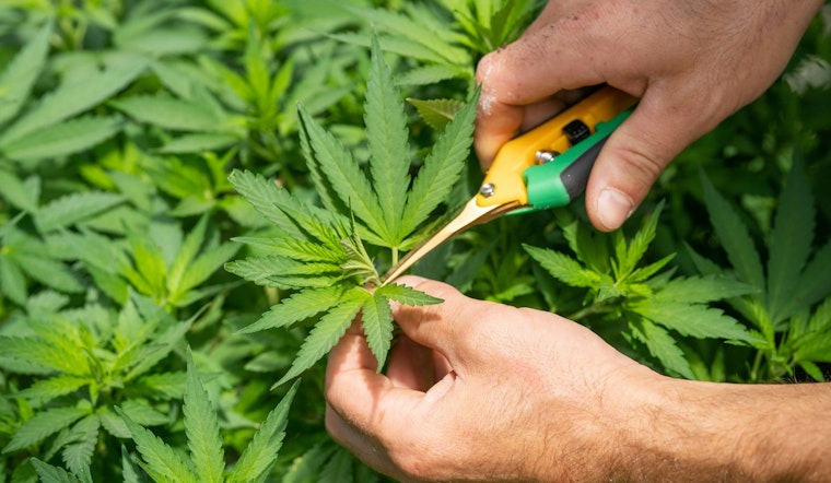 Washington Lawmakers Renew Push To Legalize Homegrown Marijuana