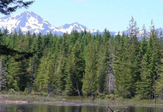 Washington's DNR Unveils Strategic Plan for Sustainable Western Forests Amid Environmental Concerns