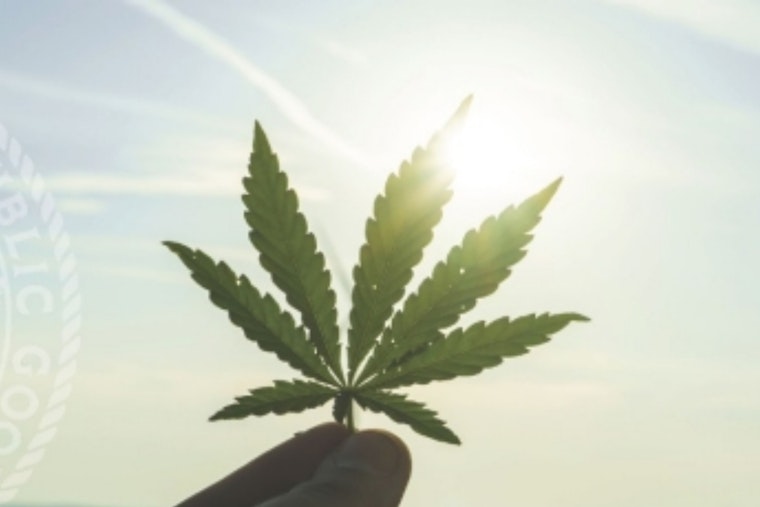Weed Rules on the Line as San Diego Supes Weigh Cannabis Overhaul