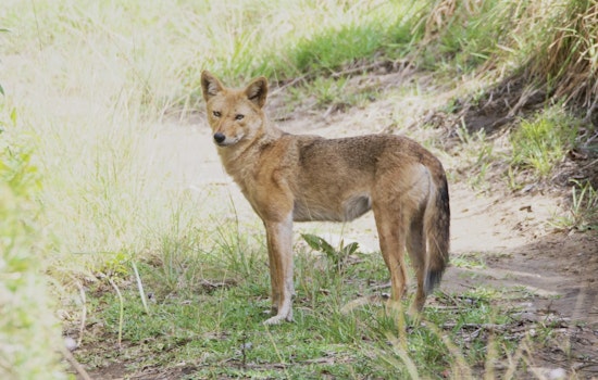 West Hollywood Residents Clash Over Increasing Coyote Encounters; City Responds with Enforcement Measures