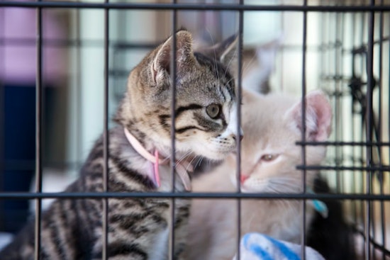 West Islip Woman Charged with Animal Neglect After 80 Cats Found in Deplorable Conditions
