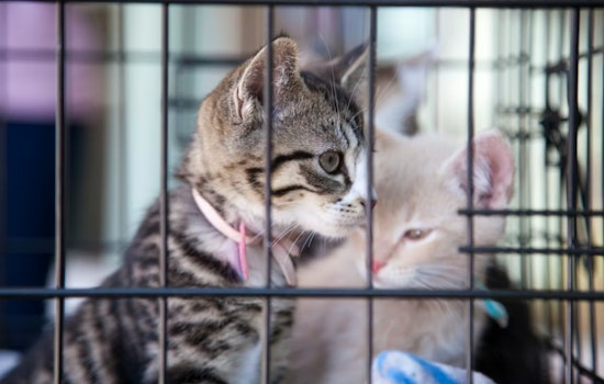 West Islip Woman Charged with Animal Neglect After 80 Cats Found in Deplorable Conditions