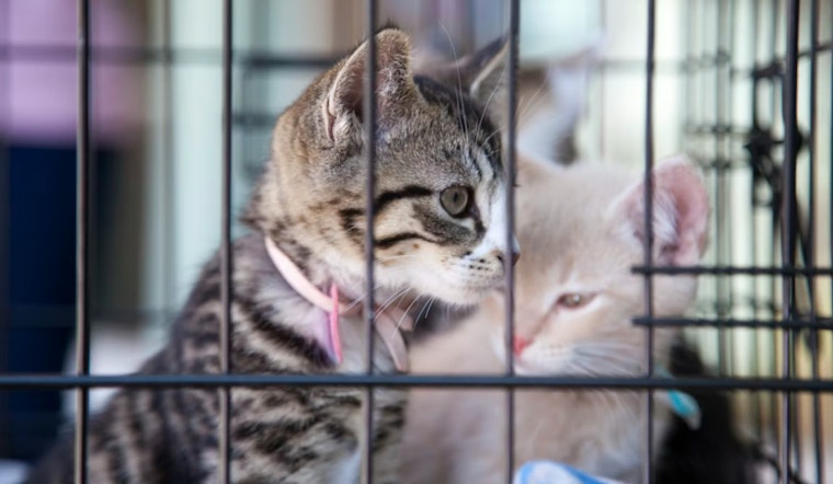 West Islip Woman Charged with Animal Neglect After 80 Cats Found in Deplorable Conditions