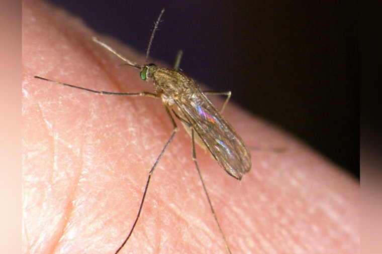 West Nile Mosquitoes Invade Harris County Neighborhoods Unseasonably Early