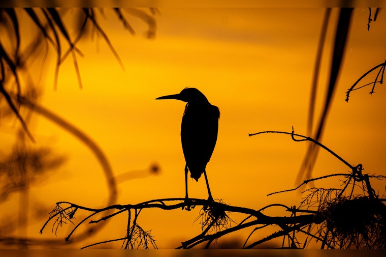 West Palm Beach Launches Annual Grassy Waters Preserve Photography Contest for Amateur Photographers