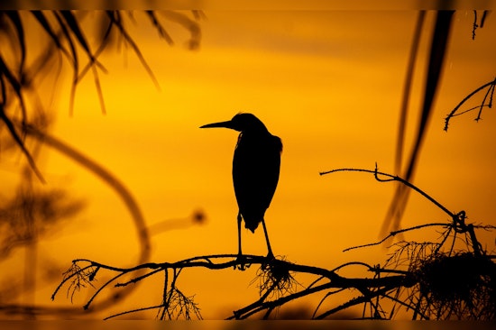West Palm Beach Launches Annual Grassy Waters Preserve Photography Contest for Amateur Photographers