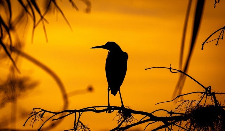 West Palm Beach Launches Annual Grassy Waters Preserve Photography Contest for Amateur Photographers