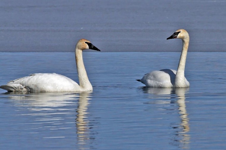 Wisconsin DNR Encourages Donations to Endangered Resources Fund for Tax Deductions and Matched Contributions