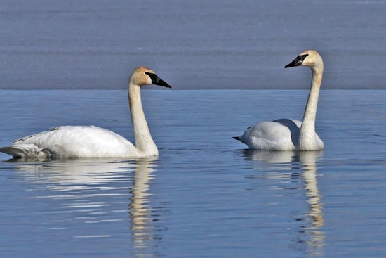 Wisconsin DNR Encourages Donations to Endangered Resources Fund for Tax Deductions and Matched Contributions