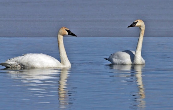 Wisconsin DNR Encourages Donations to Endangered Resources Fund for Tax Deductions and Matched Contributions