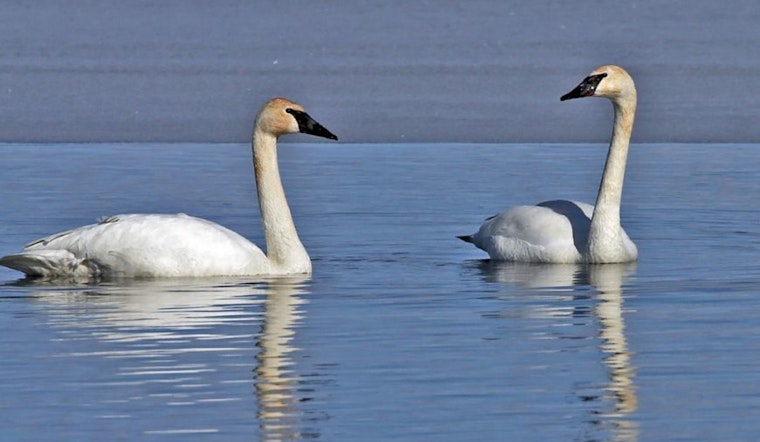 Wisconsin DNR Encourages Donations to Endangered Resources Fund for Tax Deductions and Matched Contributions