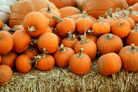 1,250 Pumpkins, Zero Cost — Zona Rosa's Fall Fest Kicks Off Northland Weekend