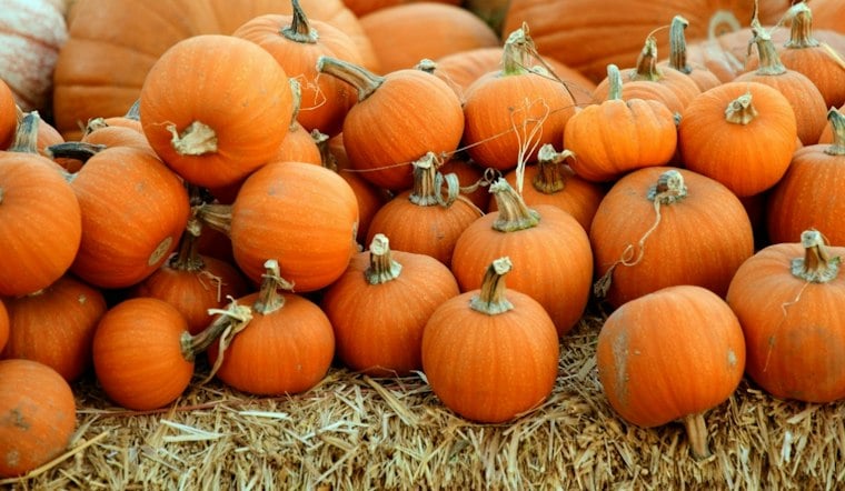 1,250 Pumpkins, Zero Cost — Zona Rosa's Fall Fest Kicks Off Northland Weekend