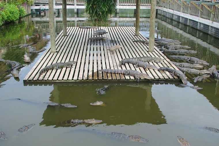 11-Foot Gator Stalked Oakland Couple on Dock Weeks After Fatal Winter Garden Attack