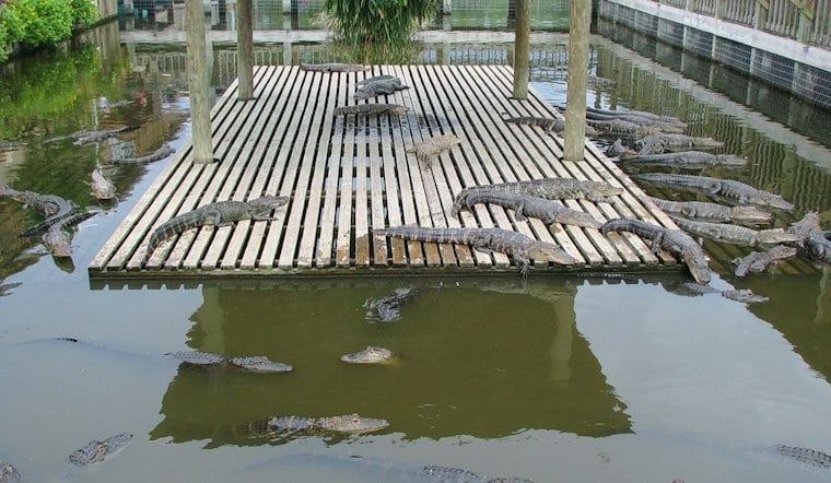11-Foot Gator Stalked Oakland Couple on Dock Weeks After Fatal Winter Garden Attack