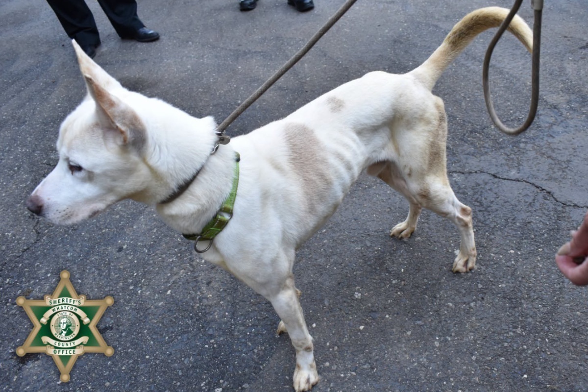 Desert Hot Springs Rescue Partner Accused of Animal Cruelty