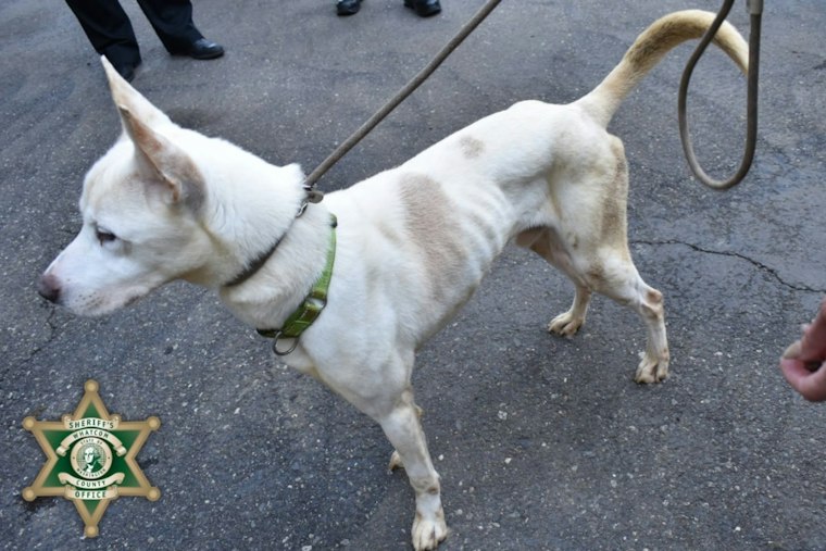 30 Dogs Rescued From Bellingham-Area Rescue Tied to Desert Hot Springs Shelter