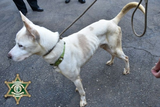 30 Dogs Rescued From Bellingham-Area Rescue Tied to Desert Hot Springs Shelter
