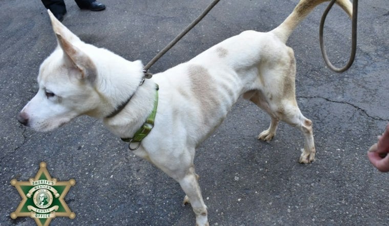 30 Dogs Rescued From Bellingham-Area Rescue Tied to Desert Hot Springs Shelter