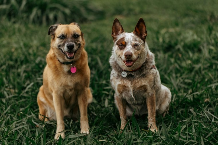 36 Dogs Pulled From Unlicensed Cass County Breeder, Now Healing in Golden Valley