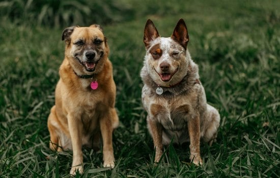 36 Dogs Pulled From Unlicensed Cass County Breeder, Now Healing in Golden Valley