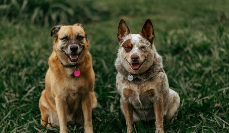 36 Dogs Pulled From Unlicensed Cass County Breeder, Now Healing in Golden Valley