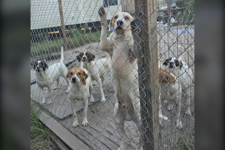 37 Dogs Found Living In One RV Add To Pressure On Already-Over-Capacity Jasper County Shelter
