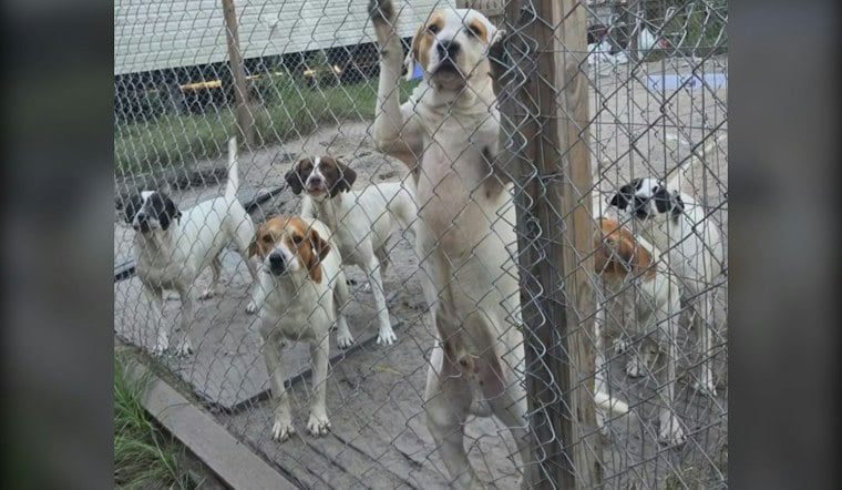 37 Dogs Found Living In One RV Add To Pressure On Already-Over-Capacity Jasper County Shelter