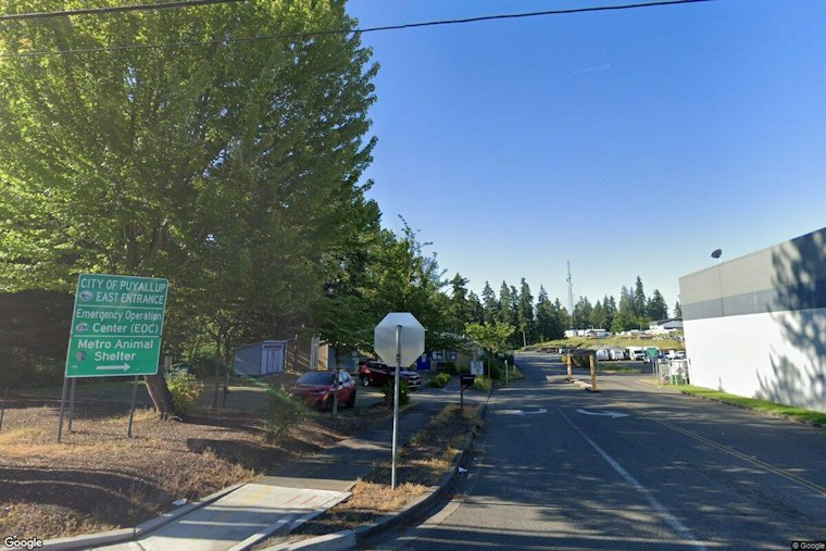 44 Cats Pulled From Sumner Apartment After Owner's Death Strain Puyallup Shelter