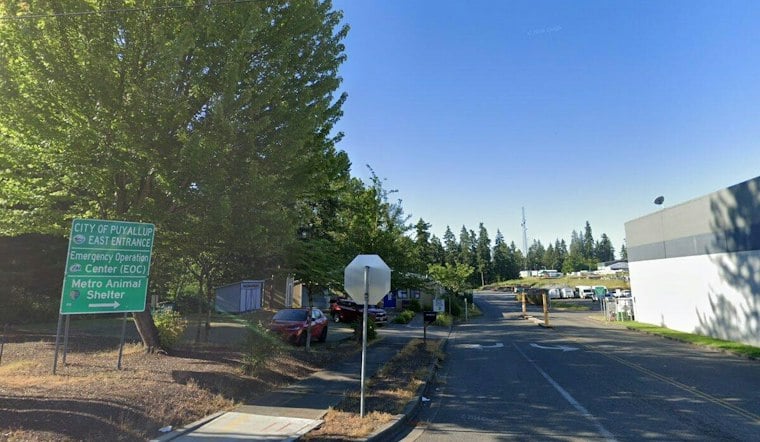 44 Cats Pulled From Sumner Apartment After Owner's Death Strain Puyallup Shelter