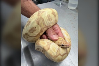 45-Inch Ball Python Snagged in Waianae