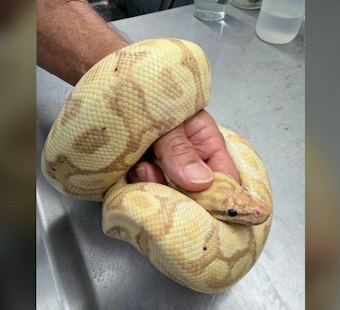 45-Inch Ball Python Snagged in Waianae