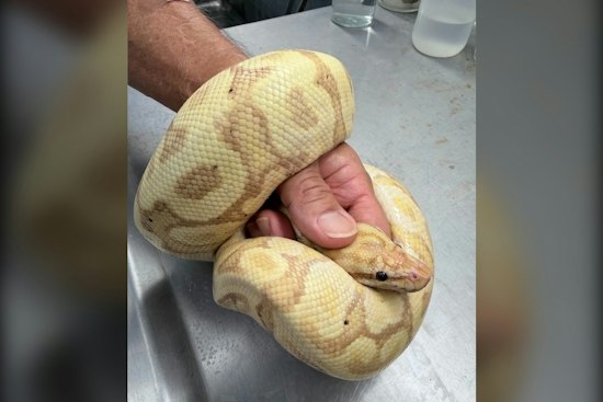 45-Inch Ball Python Snagged in Waianae