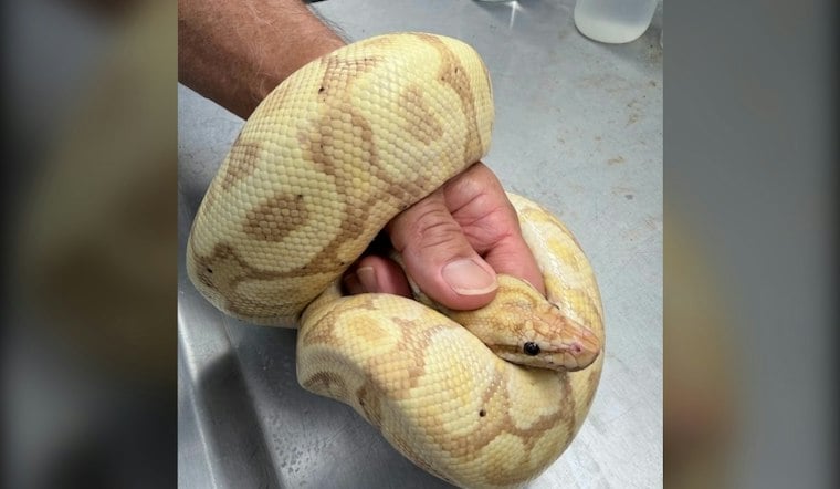 45-Inch Ball Python Snagged in Waianae