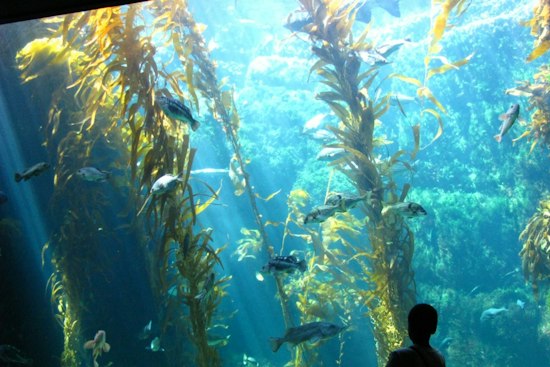A 12-Foot Skeleton Now Haunts La Jolla's Giant Kelp Forest Tank