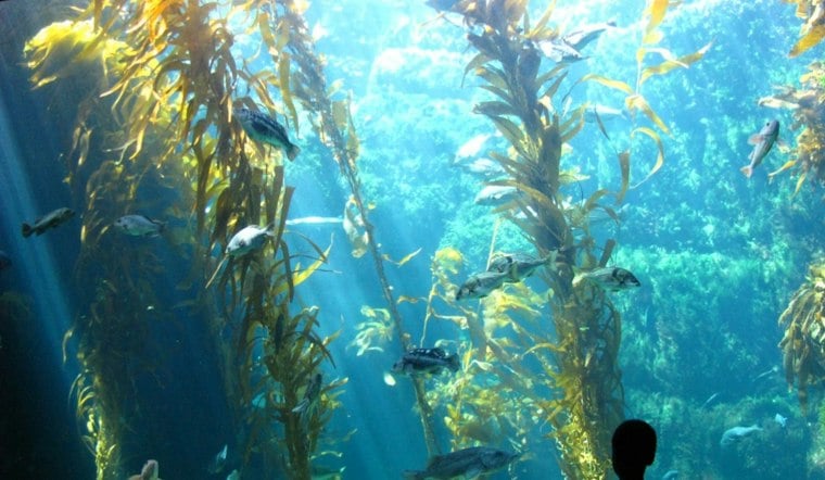 A 12-Foot Skeleton Now Haunts La Jolla's Giant Kelp Forest Tank