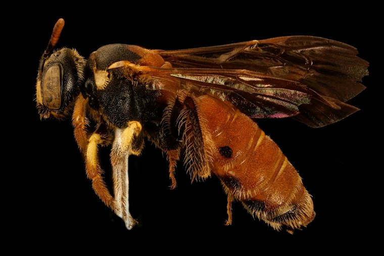 A Century-Lost Bee Resurfaces on Private Land in Isle of Wight County