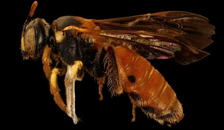 A Century-Lost Bee Resurfaces on Private Land in Isle of Wight County
