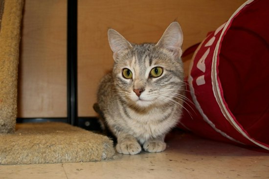 A Kitten's Story