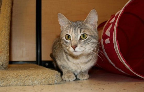 A Kitten's Story